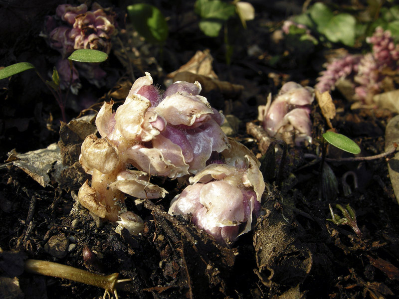 Lathraea squamaria - Latrea squamosa - nel Chianti